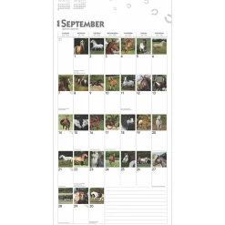 2025 Calendars|BrownTrout 2025 365 Days of Horses 12