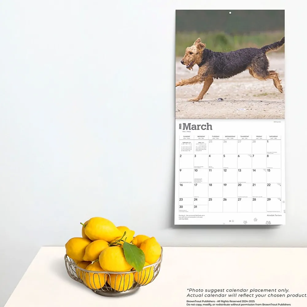 2025 Calendars|BrownTrout 2025 Airedale Terriers 12" x 12" Monthly Wall Calendar (9781975476472)