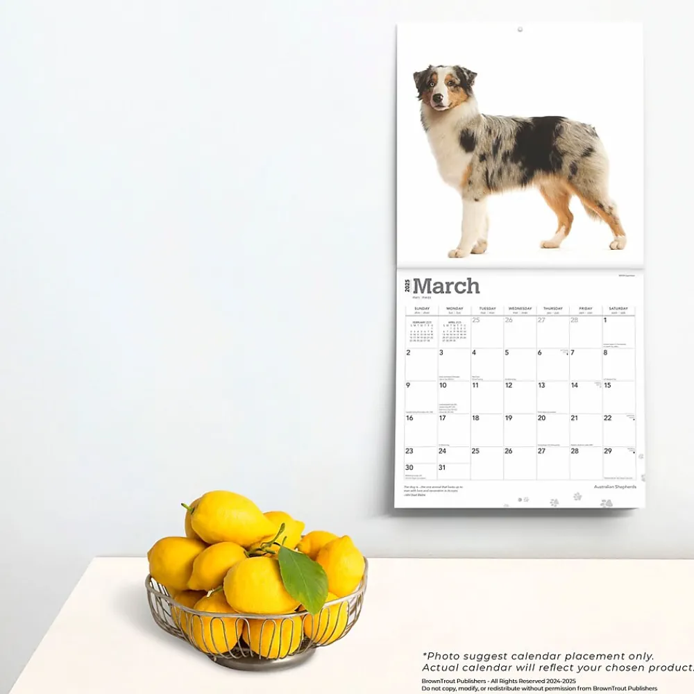 2025 Calendars|BrownTrout 2025 Australian Shepherds 12" x 12" Monthly Wall Calendar (9781975476557)