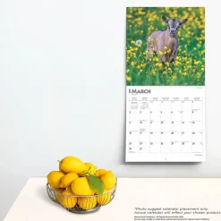 2025 Calendars|BrownTrout 2025 Baby Goats 12