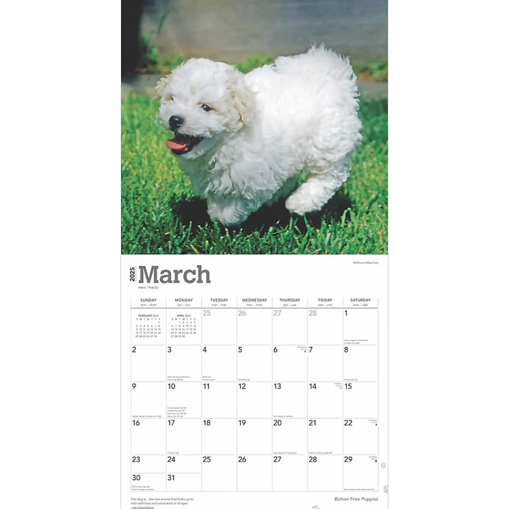 2025 Calendars|BrownTrout 2025 Bichon Frise Puppies 12" x 12" Monthly Wall Calendar (9781975474508)