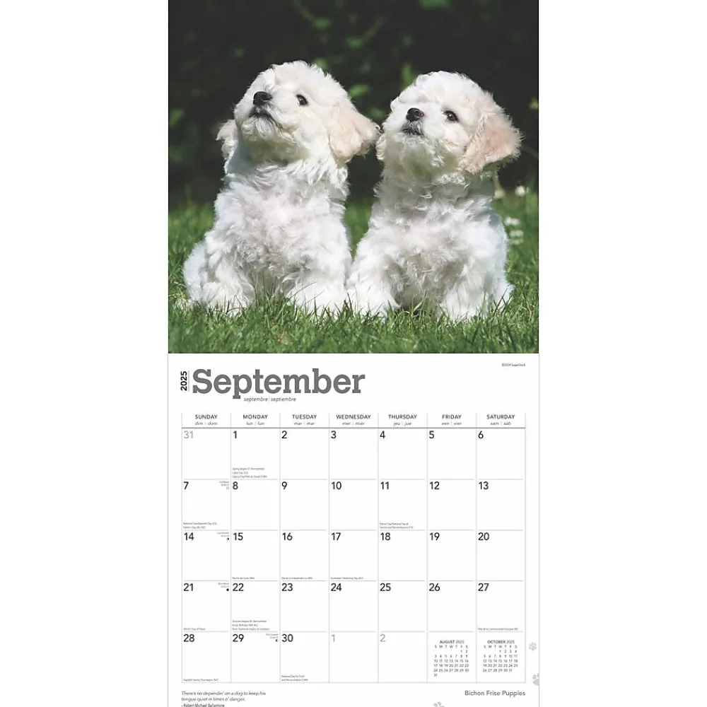 2025 Calendars|BrownTrout 2025 Bichon Frise Puppies 12" x 12" Monthly Wall Calendar (9781975474508)