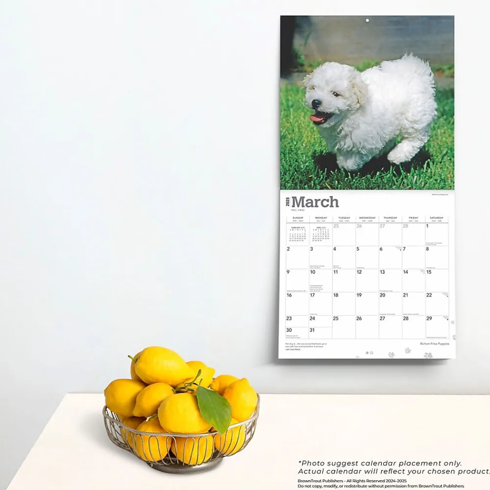 2025 Calendars|BrownTrout 2025 Bichon Frise Puppies 12" x 12" Monthly Wall Calendar (9781975474508)