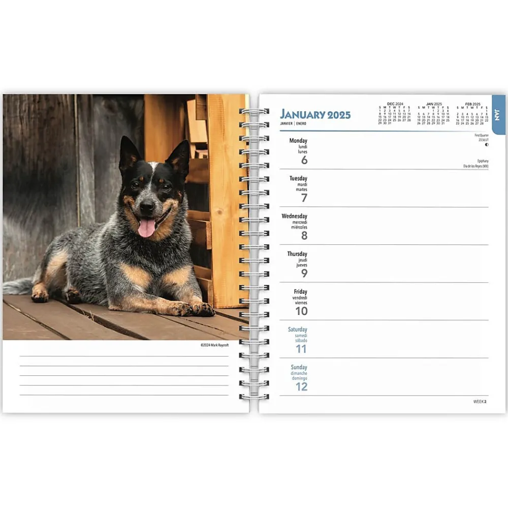 2025 Planners|BrownTrout 2025 Blue Heelers 6" x 7.75" Weekly Engagement Planner, Paper Cover, Multicolored (9781975483142)