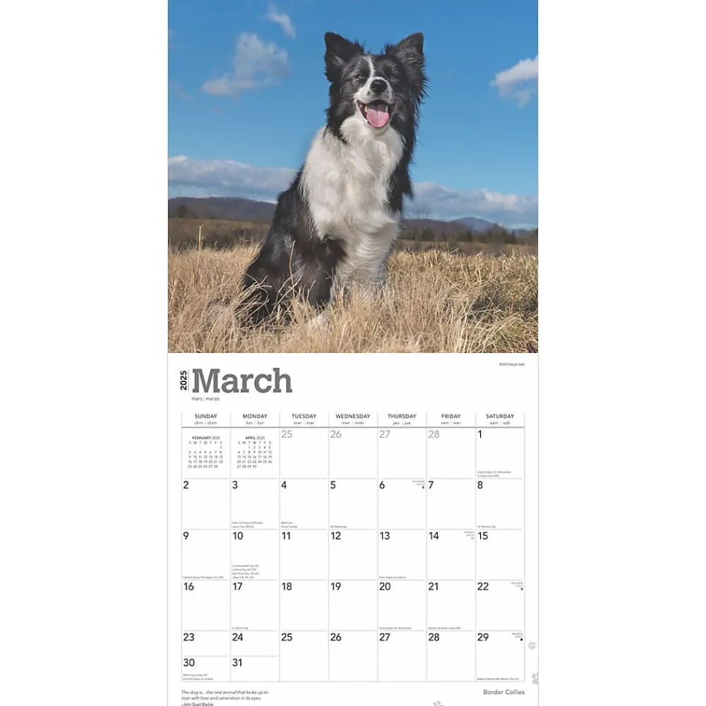 2025 Calendars|BrownTrout 2025 Border Collies 12" x 12" Monthly Wall Calendar (9781975476687)