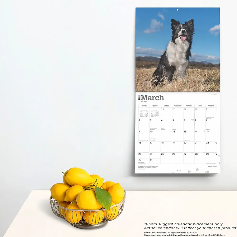 2025 Calendars|BrownTrout 2025 Border Collies 12" x 12" Monthly Wall Calendar (9781975476687)