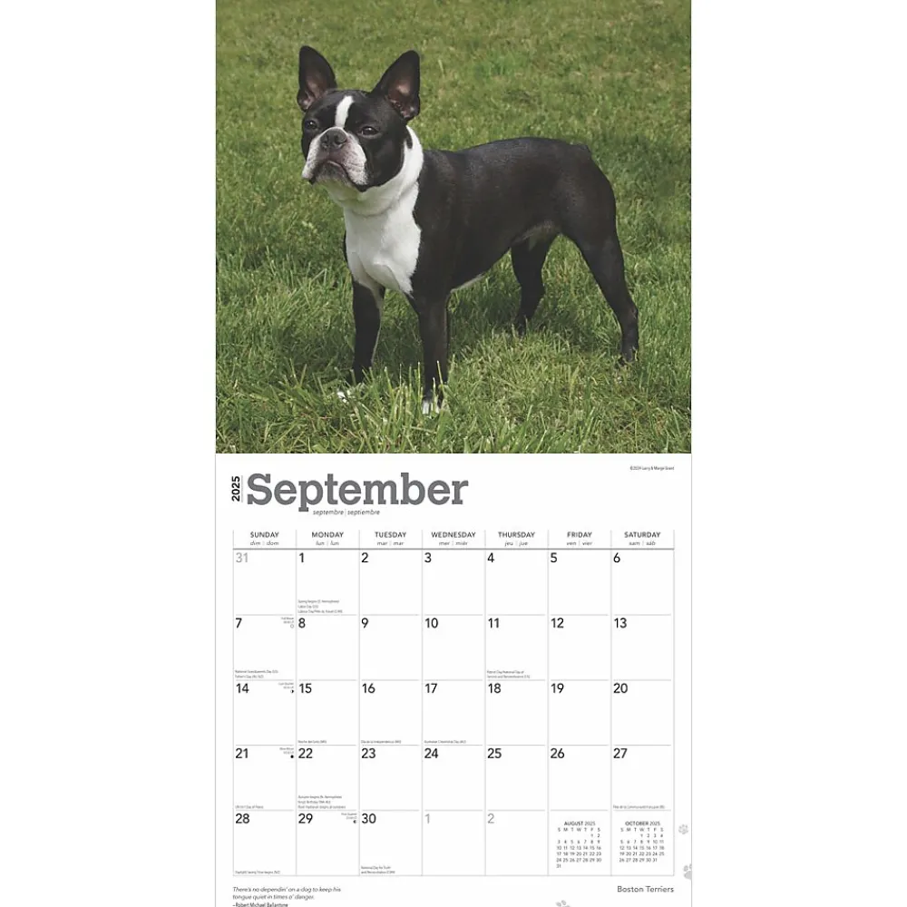 2025 Calendars|BrownTrout 2025 Boston Terriers 12" x 12" Monthly Wall Calendar (9781975476700)