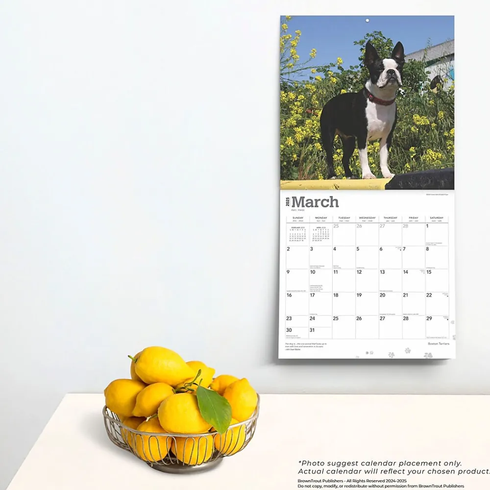 2025 Calendars|BrownTrout 2025 Boston Terriers 12" x 12" Monthly Wall Calendar (9781975476700)