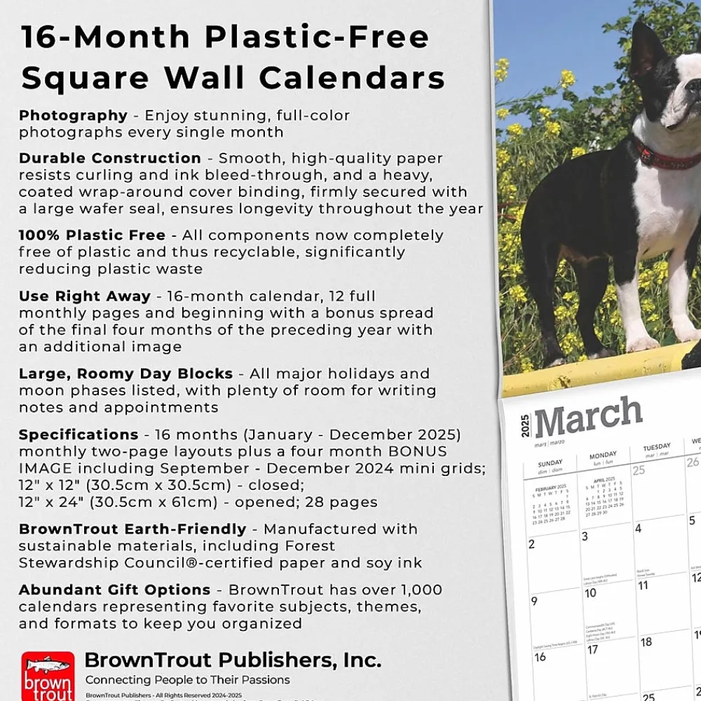 2025 Calendars|BrownTrout 2025 Boston Terriers 12" x 12" Monthly Wall Calendar (9781975476700)