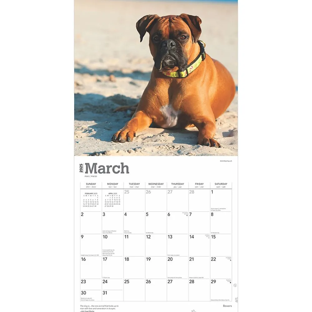 2025 Calendars|BrownTrout 2025 Boxers International Edition 12" x 12" Monthly Wall Calendar (9781975474522)