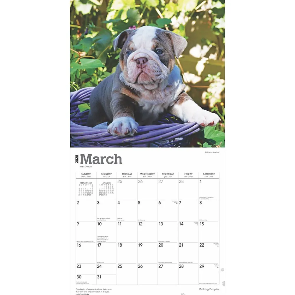 2025 Calendars|BrownTrout 2025 Bulldog Puppies 12" x 12" Monthly Wall Calendar (9781975474539)
