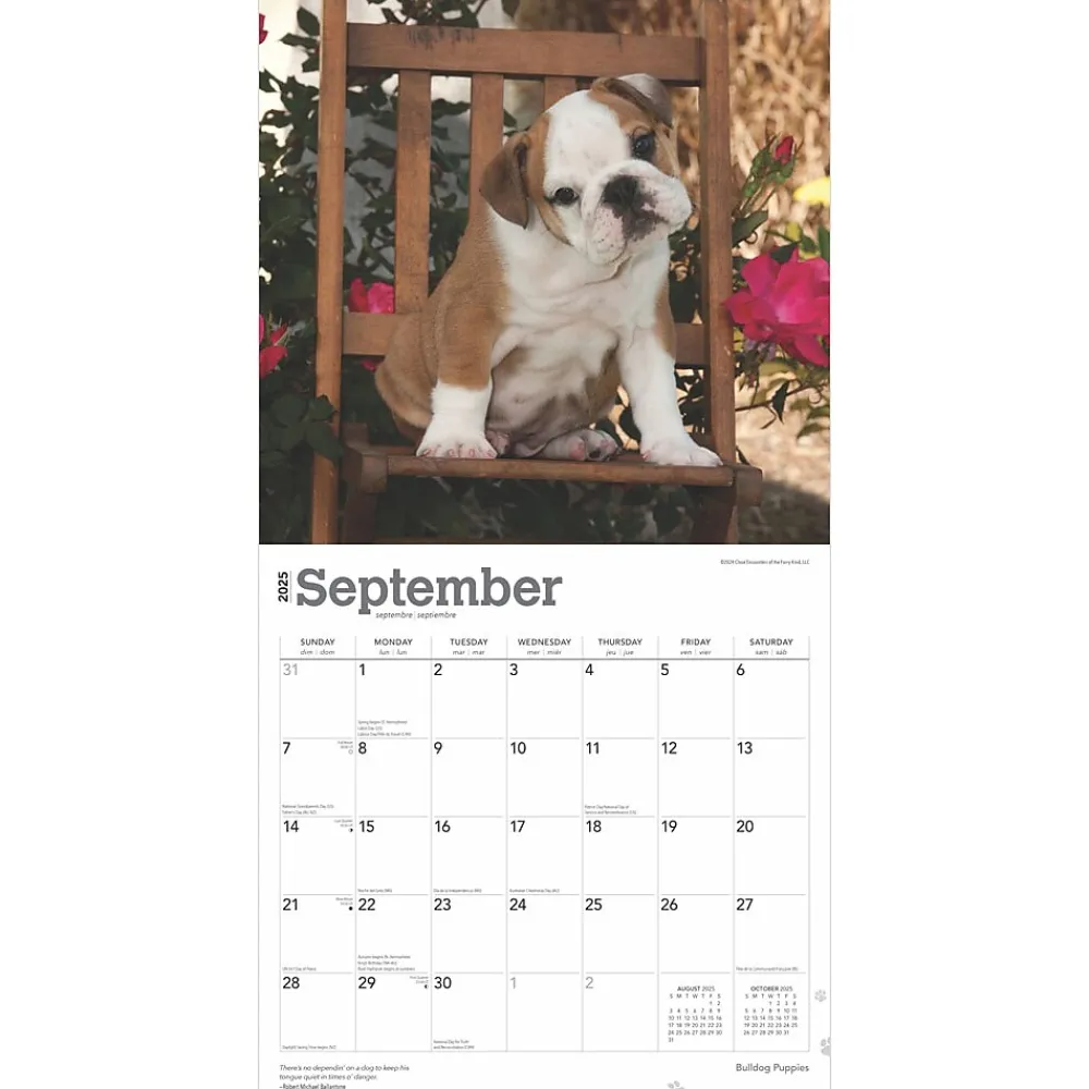 2025 Calendars|BrownTrout 2025 Bulldog Puppies 12" x 12" Monthly Wall Calendar (9781975474539)