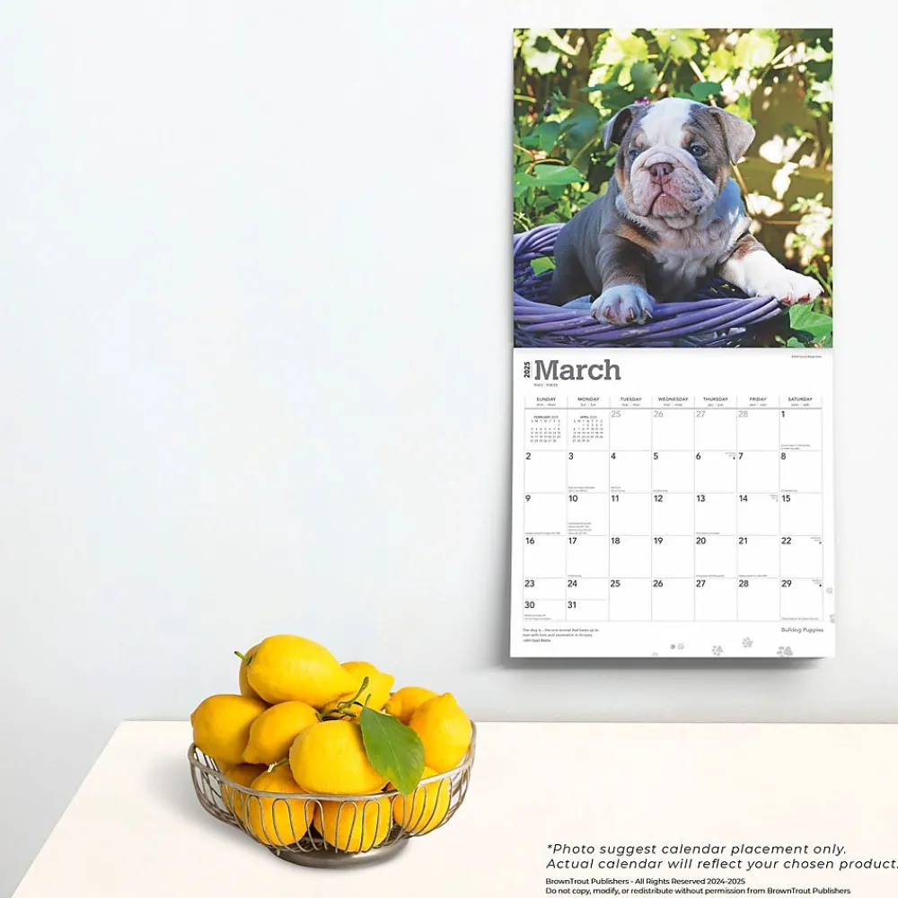 2025 Calendars|BrownTrout 2025 Bulldog Puppies 12" x 12" Monthly Wall Calendar (9781975474539)