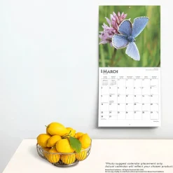 2025 Calendars|BrownTrout 2025 Butterflies 12