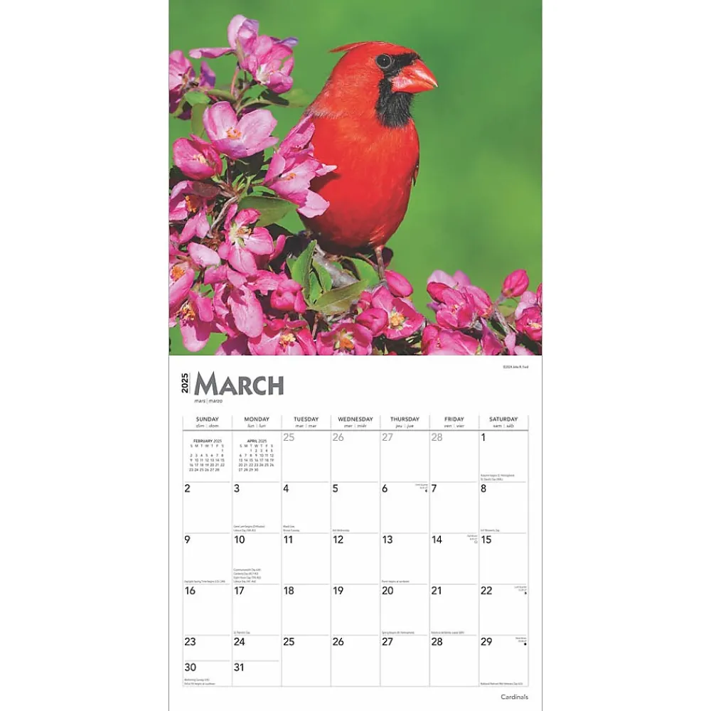 2025 Calendars|BrownTrout 2025 Cardinals 12" x 24" Monthly Square Wall Calendar, (9781975476786)
