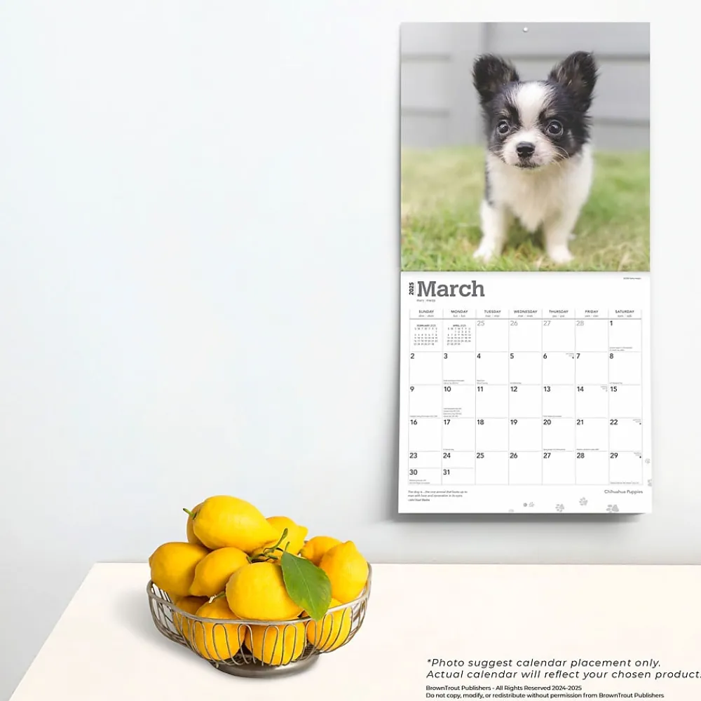 2025 Calendars|BrownTrout 2025 Chihuahua Puppies 12" x 12" Monthly Wall Calendar (9781975474652)