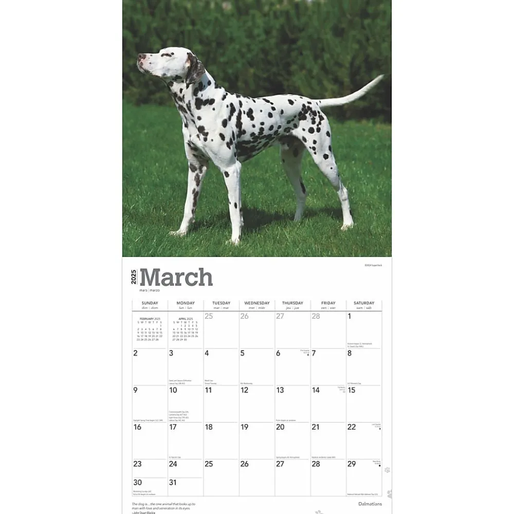 2025 Calendars|BrownTrout 2025 Dalmatians 12" x 24" Monthly Square Wall Calendar, (9781975478117)