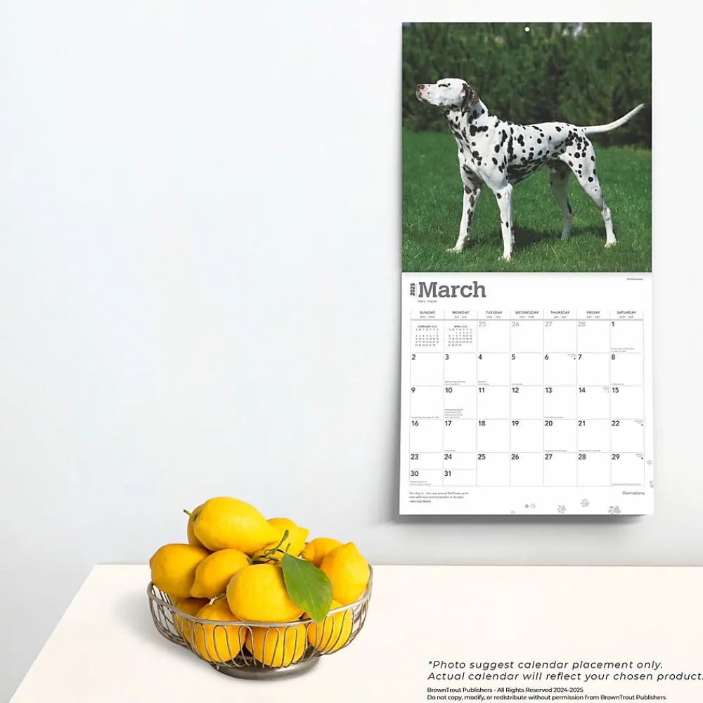 2025 Calendars|BrownTrout 2025 Dalmatians 12" x 24" Monthly Square Wall Calendar, (9781975478117)