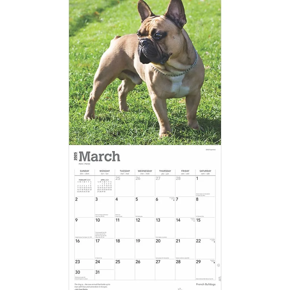 2025 Calendars|BrownTrout 2025 French Bulldogs 12" x 12" Monthly Square Wall Calendar (9781975476984)