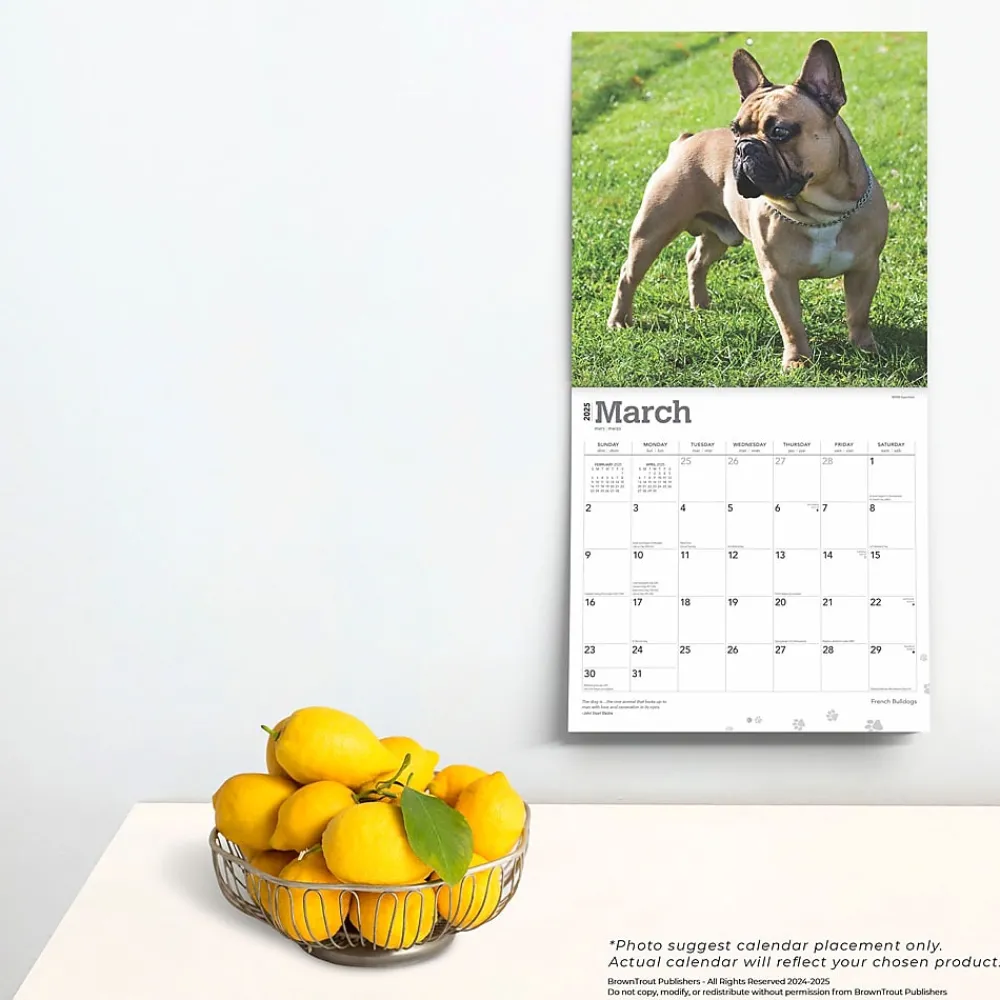 2025 Calendars|BrownTrout 2025 French Bulldogs 12" x 12" Monthly Square Wall Calendar (9781975476984)