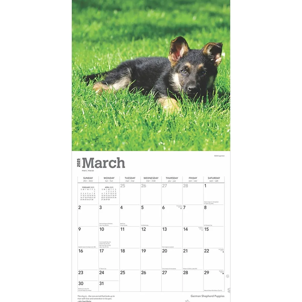 2025 Calendars|BrownTrout 2025 German Shepherd Puppies 12" x 12" Monthly Square Wall Calendar (9781975477004)