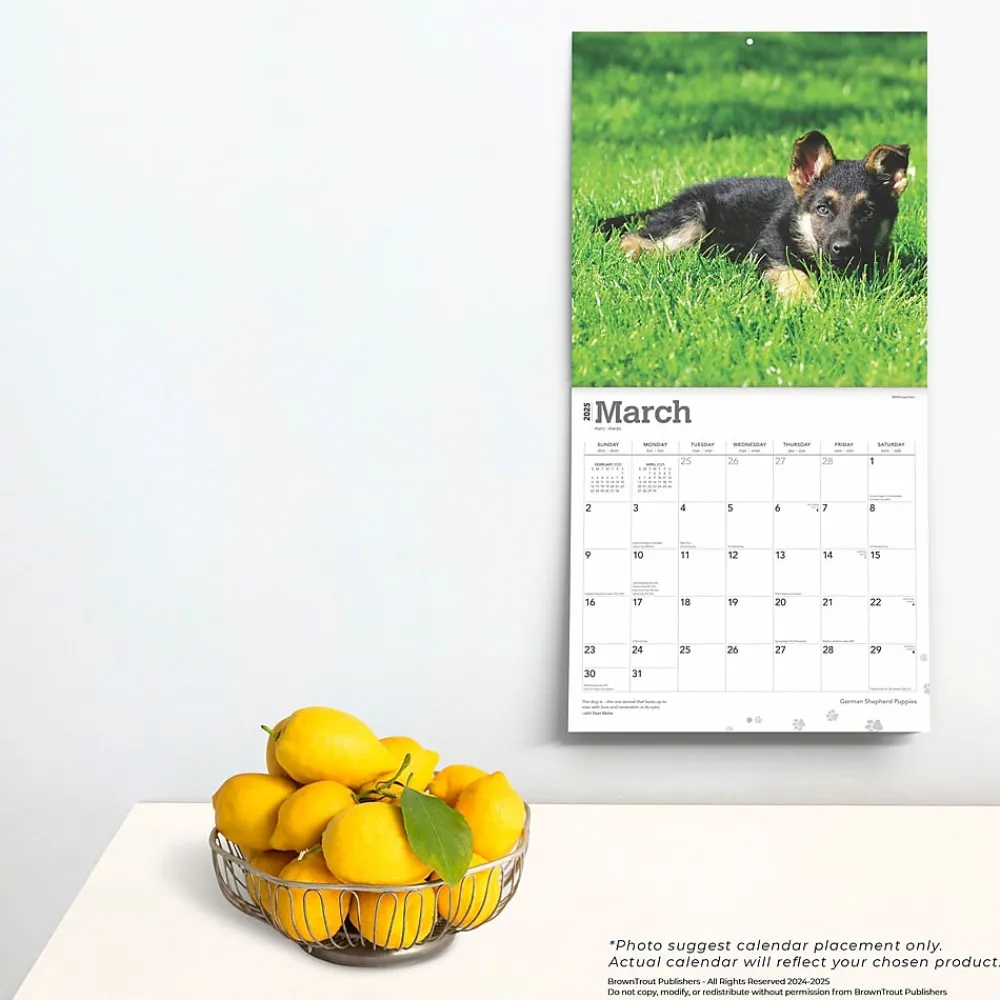 2025 Calendars|BrownTrout 2025 German Shepherd Puppies 12" x 12" Monthly Square Wall Calendar (9781975477004)