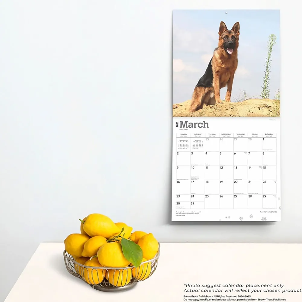 2025 Calendars|BrownTrout 2025 German Shepherds 12" x 12" Monthly Square Wall Calendar (9781975477011)