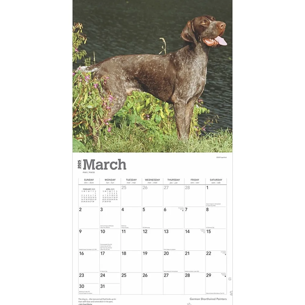 2025 Calendars|BrownTrout 2025 German Shorthaired Pointers 12" x 12" Monthly Square Wall Calendar (9781975477028)