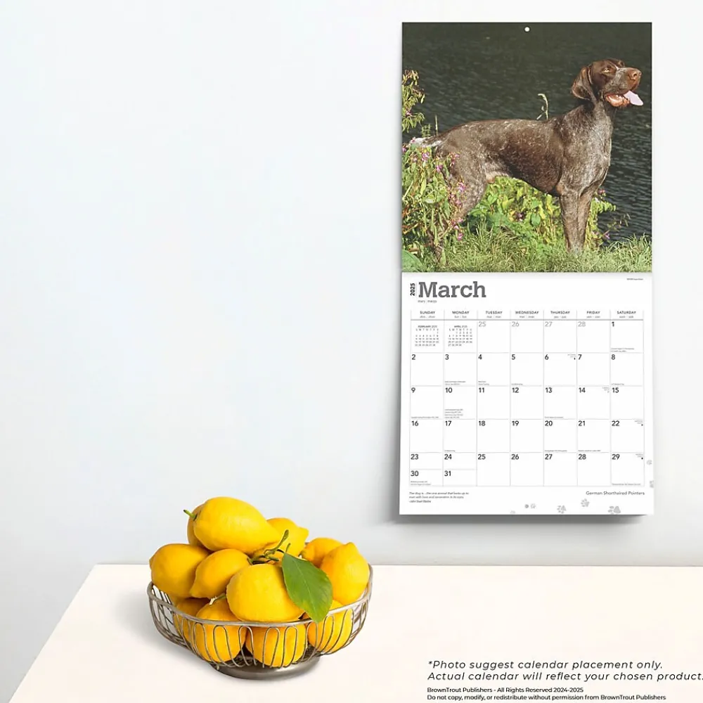 2025 Calendars|BrownTrout 2025 German Shorthaired Pointers 12" x 12" Monthly Square Wall Calendar (9781975477028)