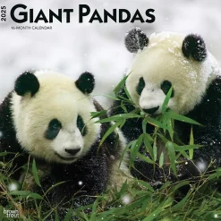 2025 Calendars|BrownTrout 2025 Giant Pandas 12" x 12" Monthly Wall Calendar (9781975474843)