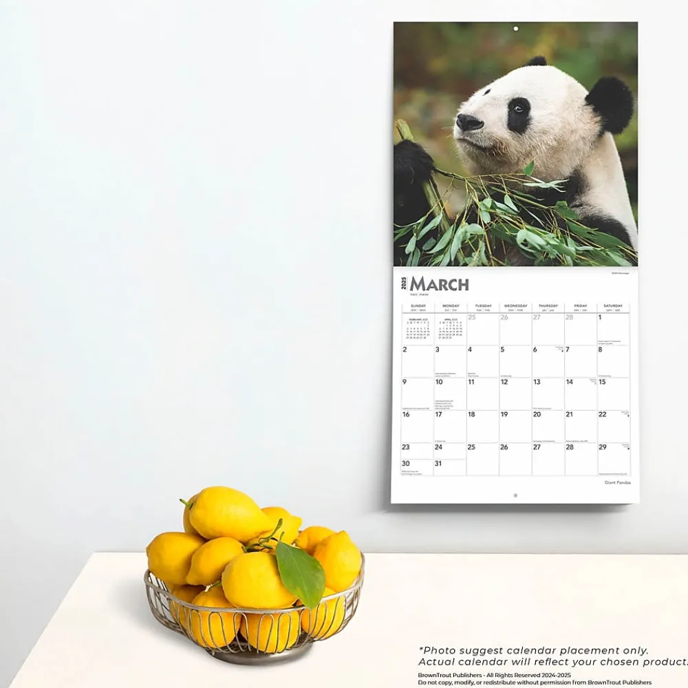 2025 Calendars|BrownTrout 2025 Giant Pandas 12" x 12" Monthly Wall Calendar (9781975474843)