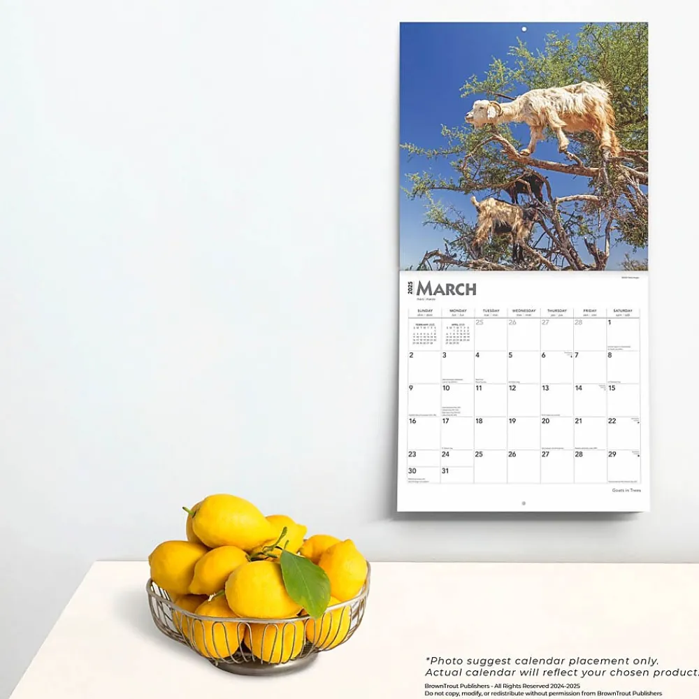 2025 Calendars|BrownTrout 2025 Goats in Trees 12" x 12" Monthly Square Wall Calendar (9781975477059)