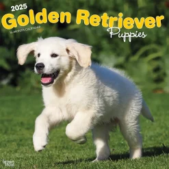 2025 Calendars|BrownTrout 2025 Golden Retriever Puppies 12" x 12" Monthly Square Wall Calendar (9781975477066)