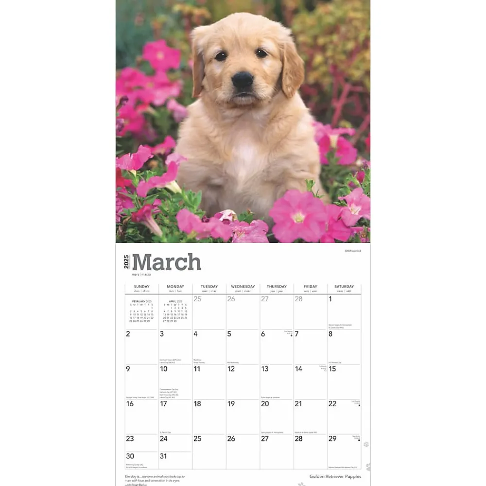 2025 Calendars|BrownTrout 2025 Golden Retriever Puppies 12" x 12" Monthly Square Wall Calendar (9781975477066)
