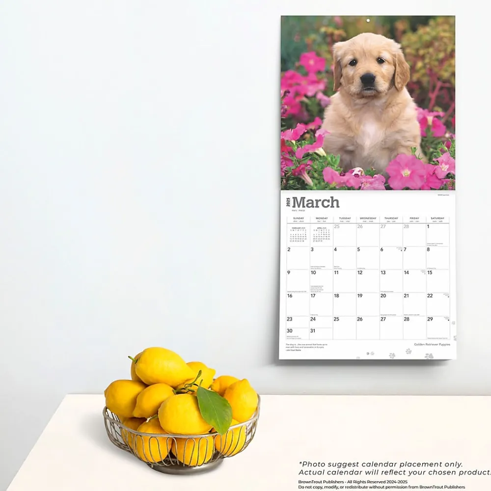 2025 Calendars|BrownTrout 2025 Golden Retriever Puppies 12" x 12" Monthly Square Wall Calendar (9781975477066)