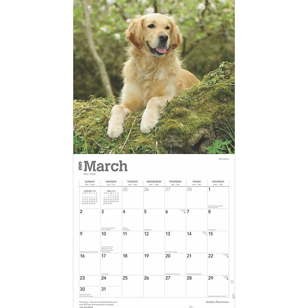 2025 Calendars|BrownTrout 2025 Golden Retrievers 12" x 12" Monthly Square Wall Calendar (9781975477073)