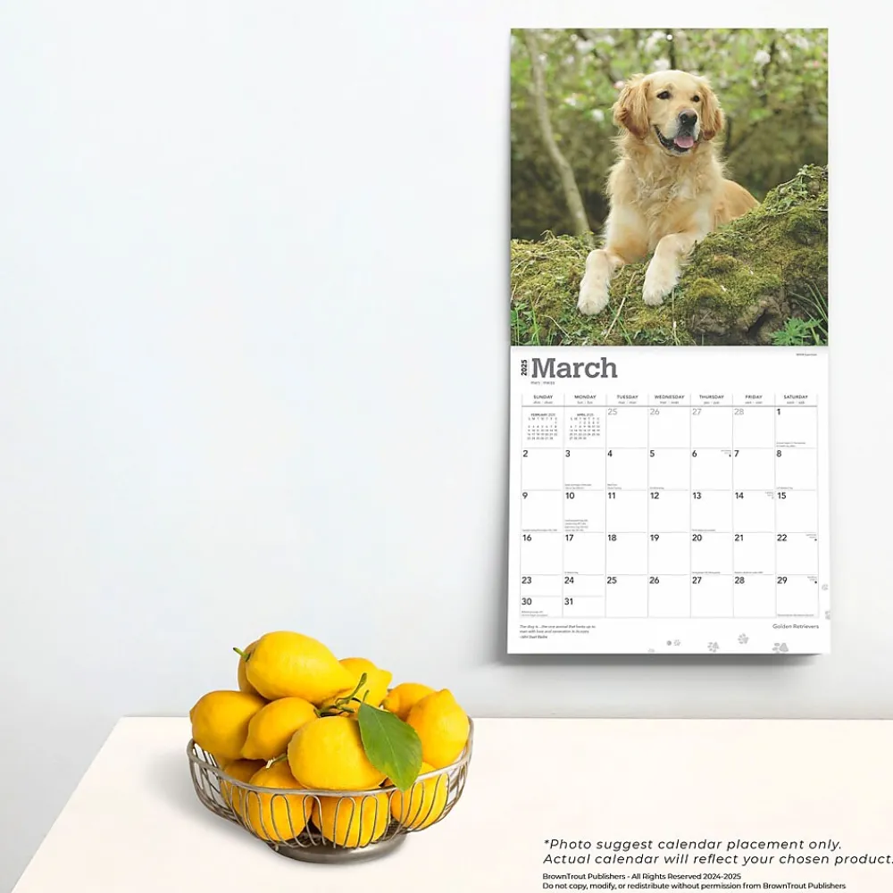 2025 Calendars|BrownTrout 2025 Golden Retrievers 12" x 12" Monthly Square Wall Calendar (9781975477073)