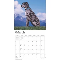 2025 Calendars|BrownTrout 2025 Great Danes 12