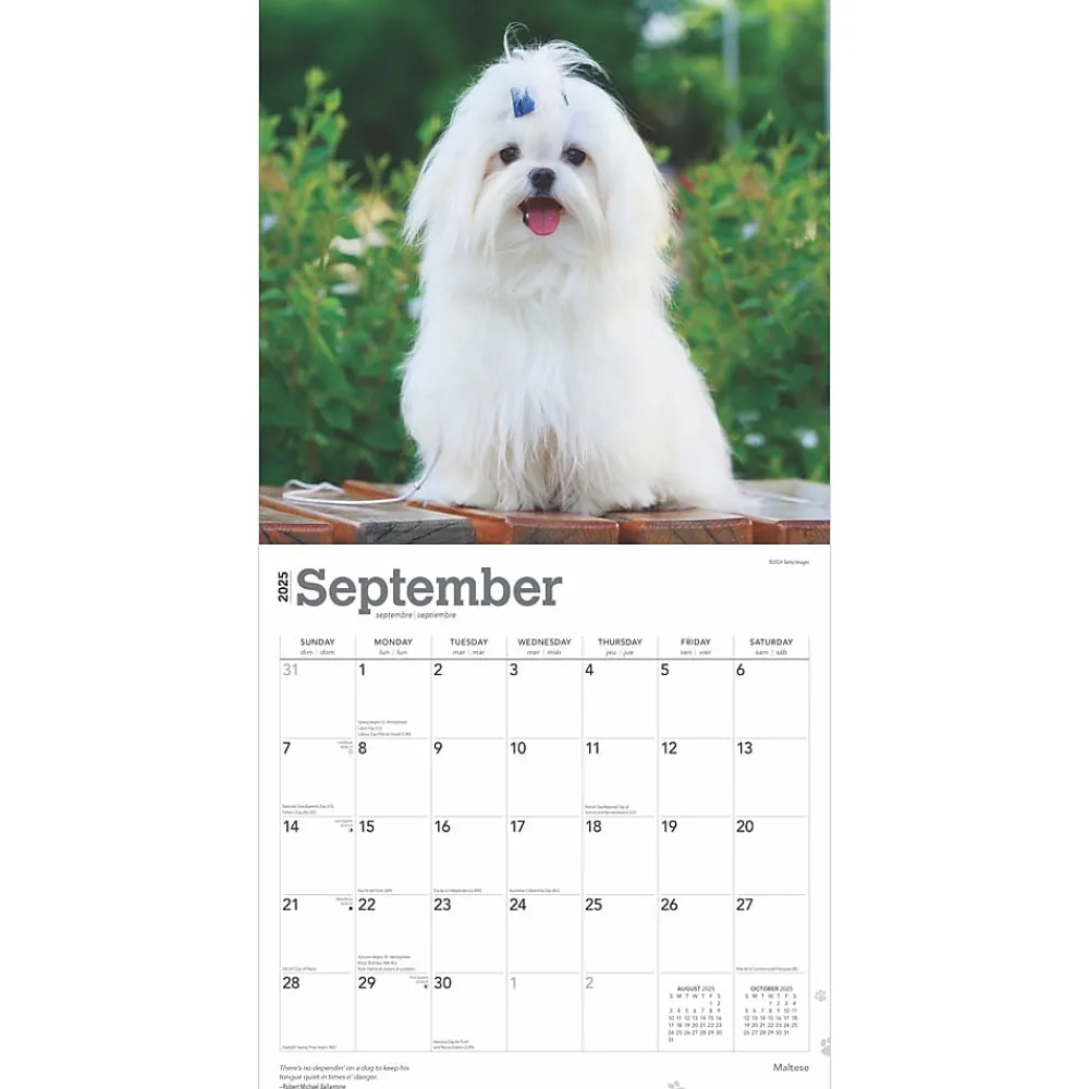 2025 Calendars|BrownTrout 2025 Maltese 12" x 12" Monthly Square Wall Calendar (9781975477400)