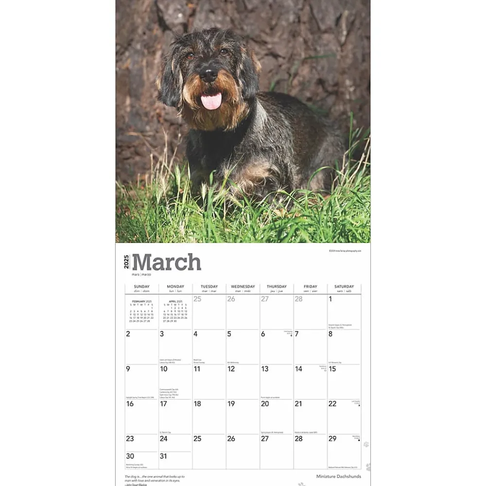 2025 Calendars|BrownTrout 2025 Miniature Dachshunds 12" x 24" Monthly Square Wall Calendar, (9781975476922)