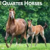 2025 Calendars|BrownTrout 2025 Quarter Horses 12" x 12" Monthly Wall Calendar (9781975477608)