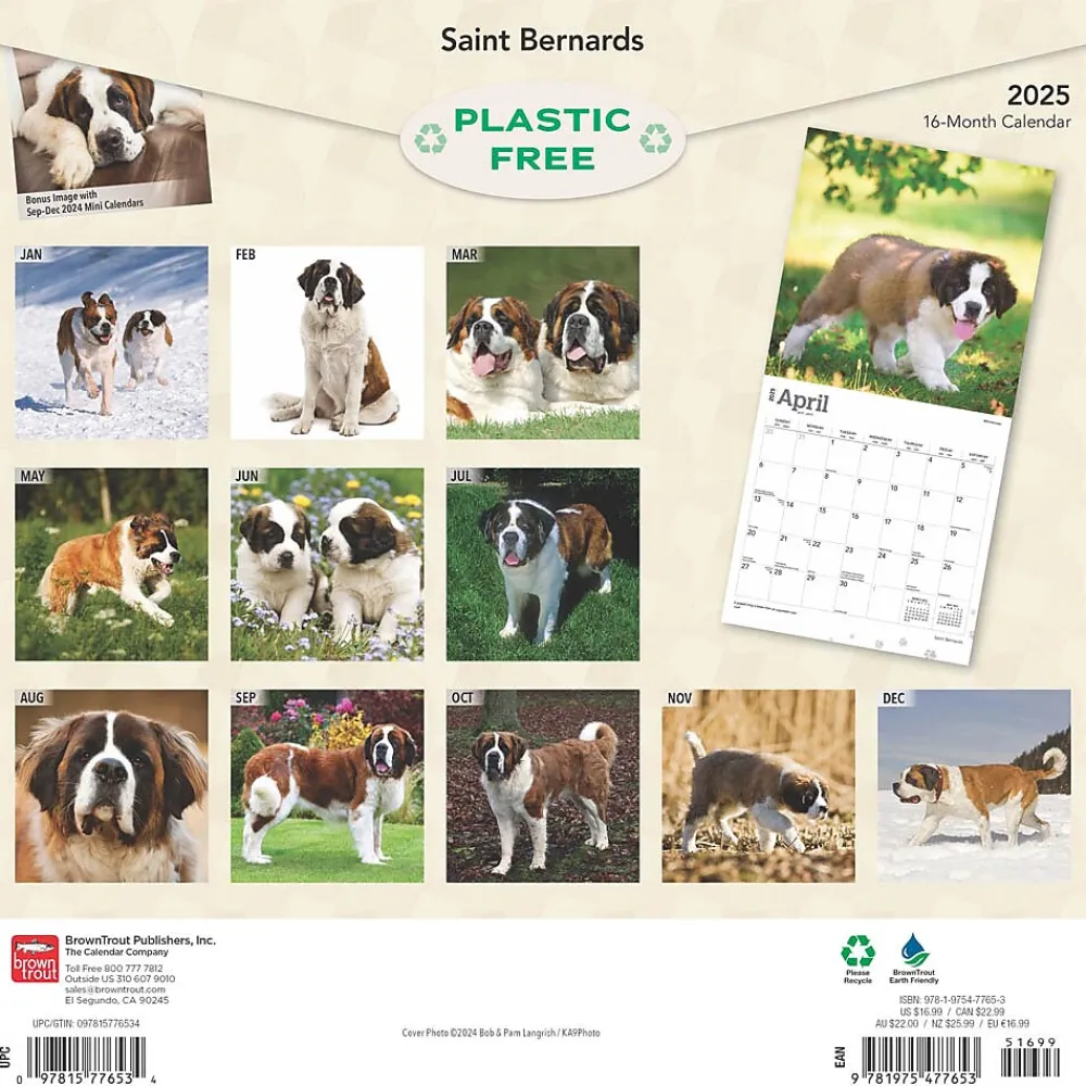 2025 Calendars|BrownTrout 2025 Saint Bernards 12" x 24" Monthly Square Wall Calendar (9781975477653)