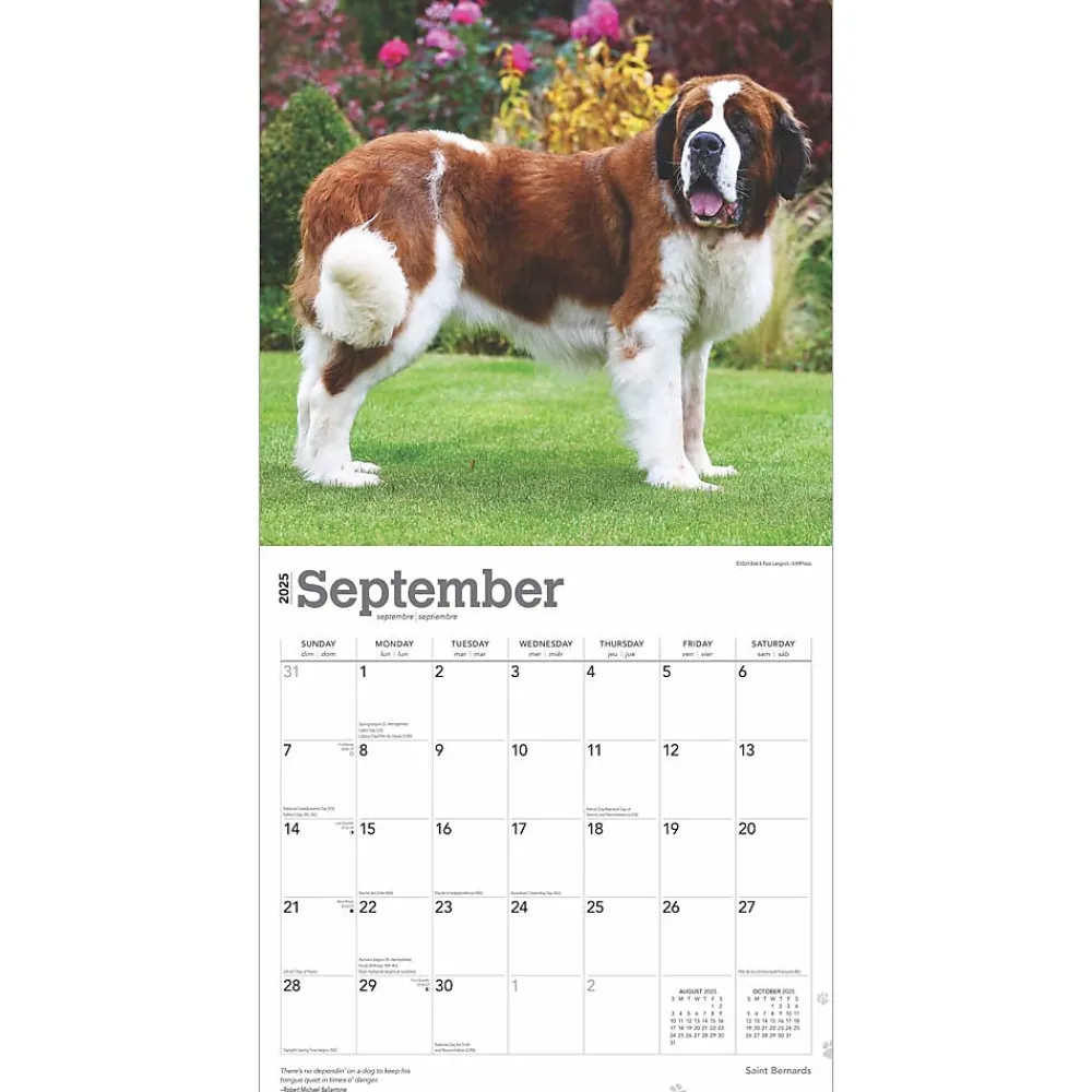 2025 Calendars|BrownTrout 2025 Saint Bernards 12" x 24" Monthly Square Wall Calendar (9781975477653)