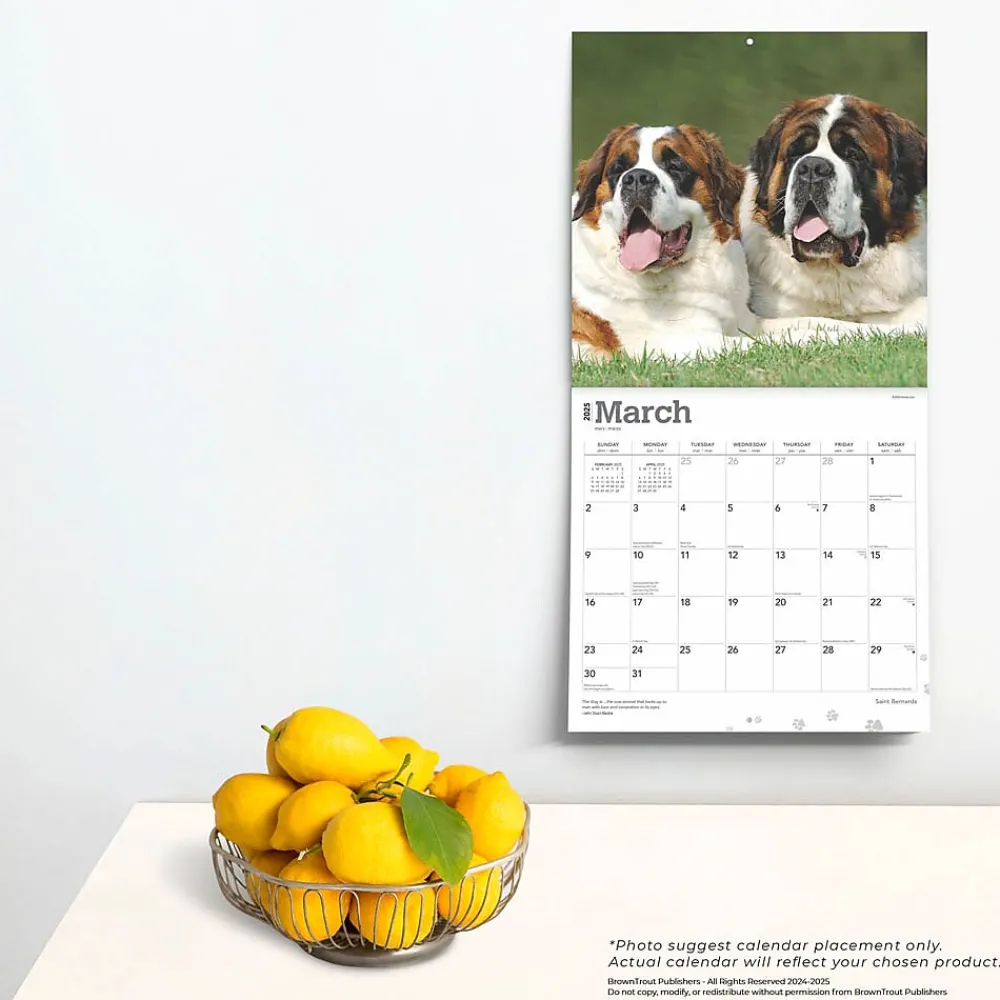 2025 Calendars|BrownTrout 2025 Saint Bernards 12" x 24" Monthly Square Wall Calendar (9781975477653)