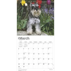 2025 Calendars|BrownTrout 2025 Schnauzers 12
