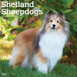 2025 Calendars|BrownTrout 2025 Shetland Sheepdogs 12" x 24" Monthly Square Wall Calendar, (9781975477721)
