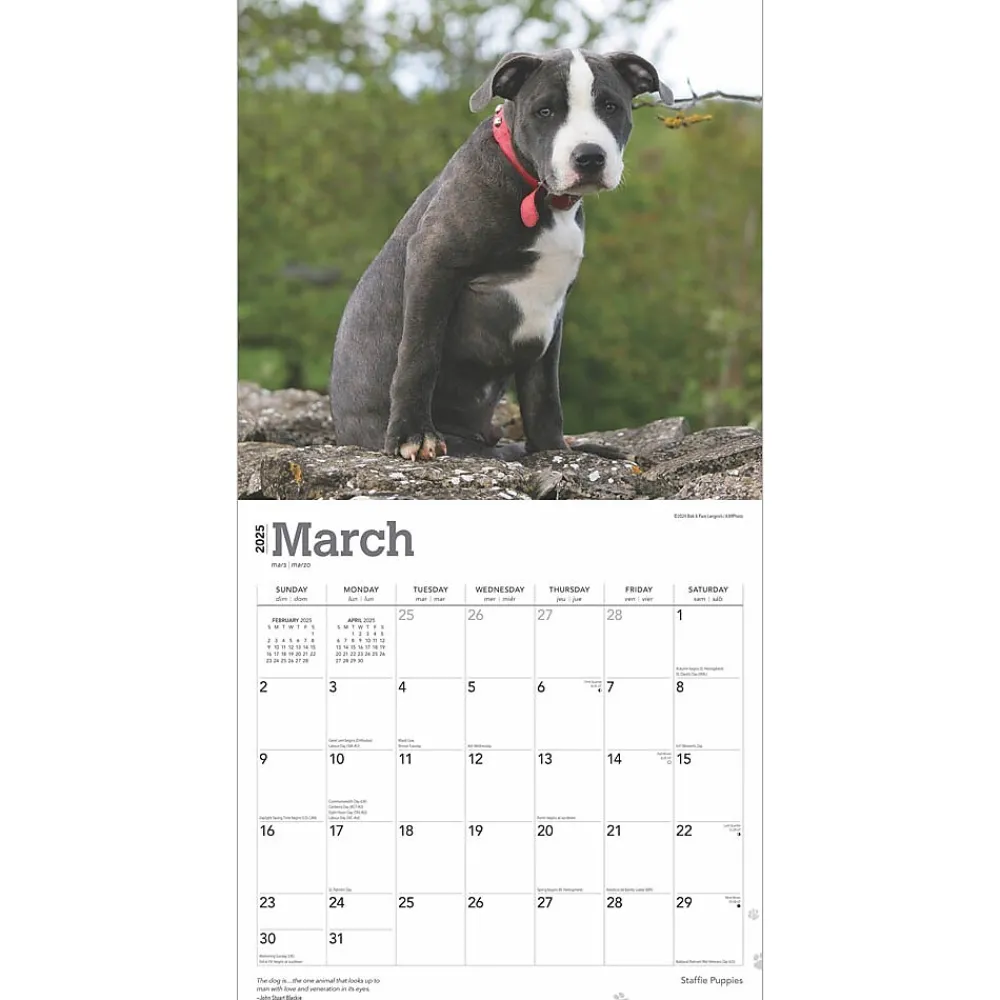 2025 Calendars|BrownTrout 2025 Staffordshire Bull Terriers Puppies 12" x 12" Monthly Square Wall Calendar (9781975475741)