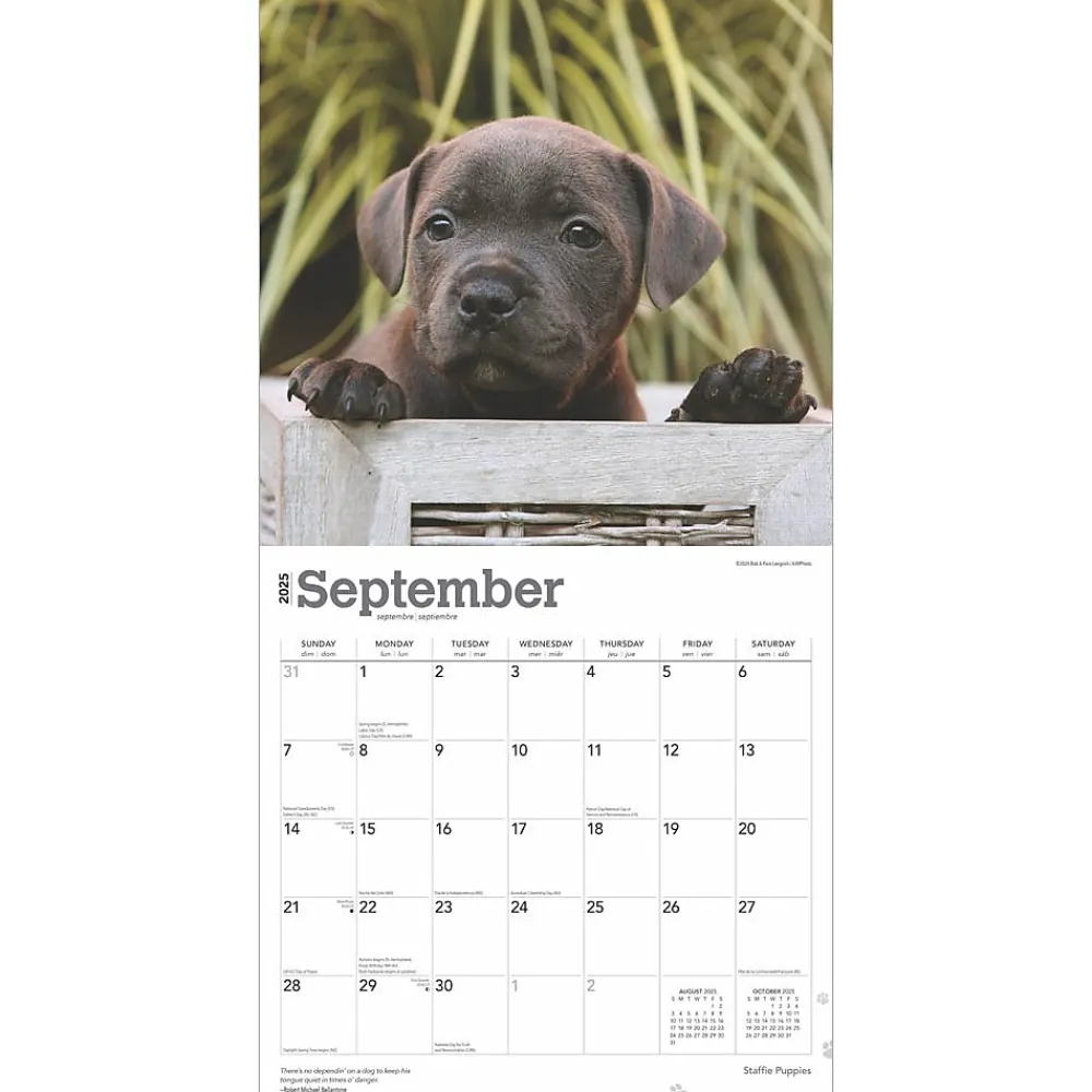 2025 Calendars|BrownTrout 2025 Staffordshire Bull Terriers Puppies 12" x 12" Monthly Square Wall Calendar (9781975475741)