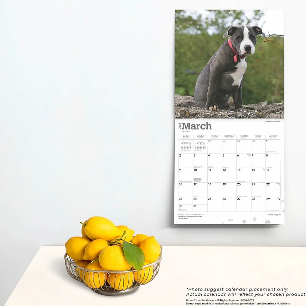 2025 Calendars|BrownTrout 2025 Staffordshire Bull Terriers Puppies 12" x 12" Monthly Square Wall Calendar (9781975475741)