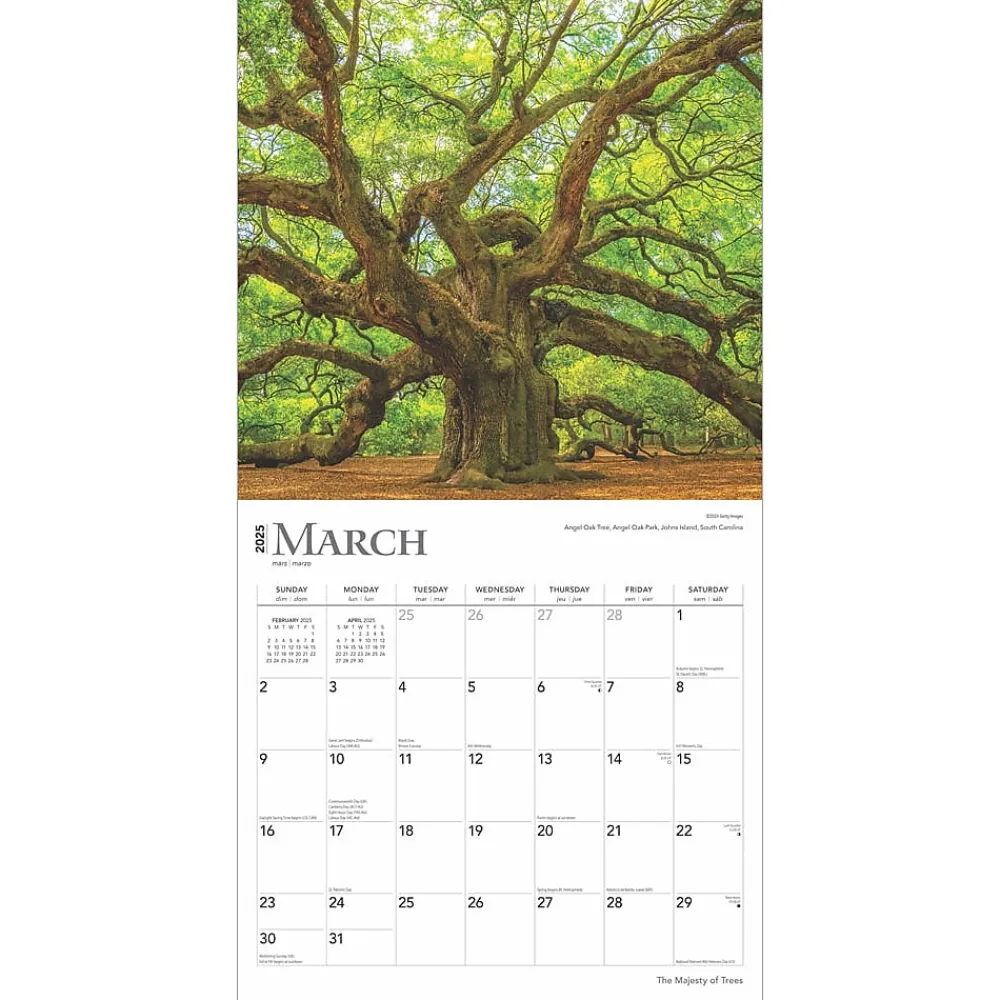 2025 Calendars|BrownTrout 2025 The Majesty of Trees 12" x 12" Monthly Square Wall Calendar (9781975477394)